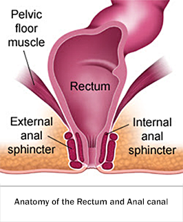 Anatomy of rectum anal canal