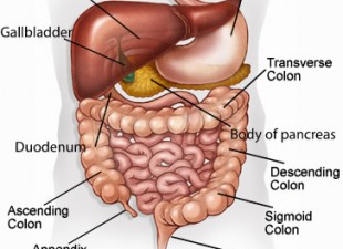 digestive diseases