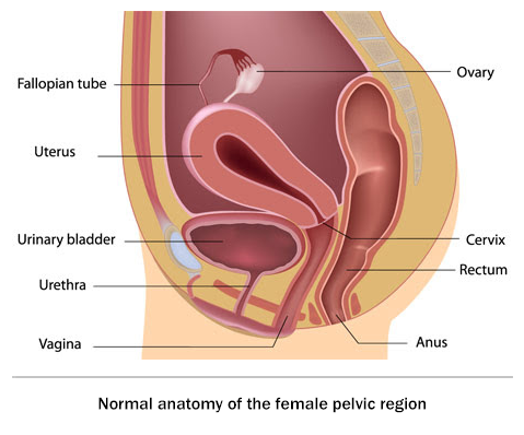 Pelvic organ prolapse treatment